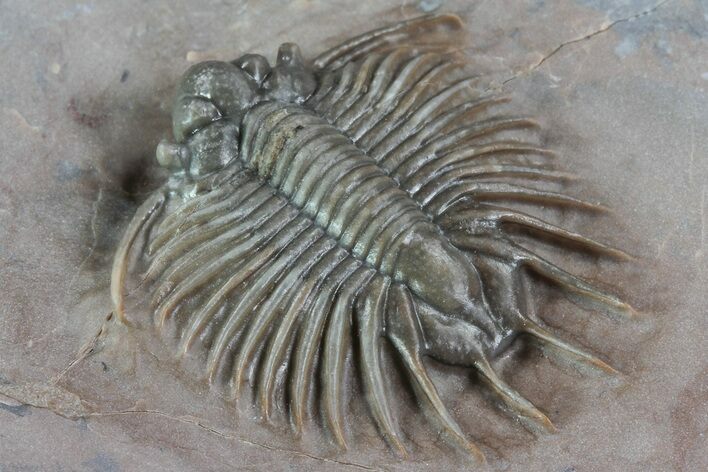 Unidentified Lichid Trilobite From Jorf - Belenopyge Like #86328